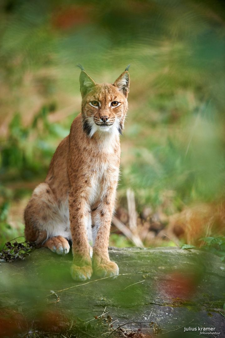 Eurasischer Luchs (Lynx lynx)