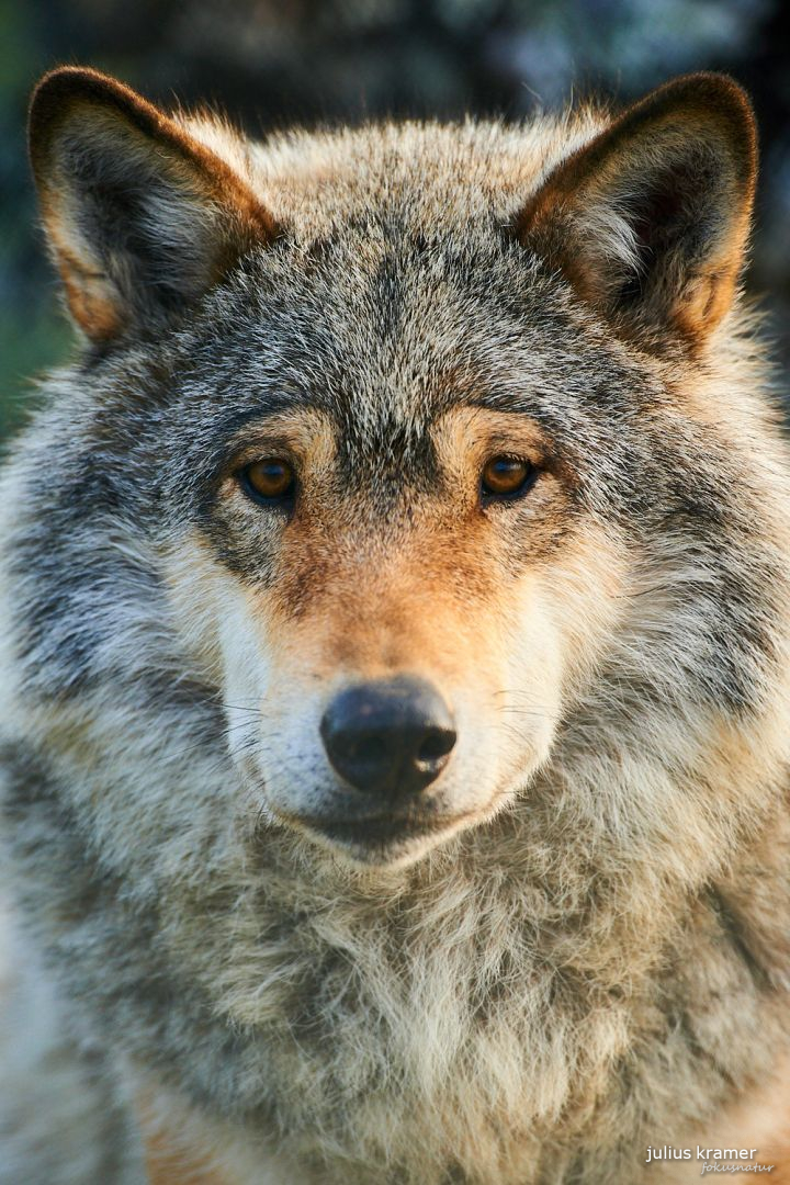 Europäischer Wolf (Canis lupus)