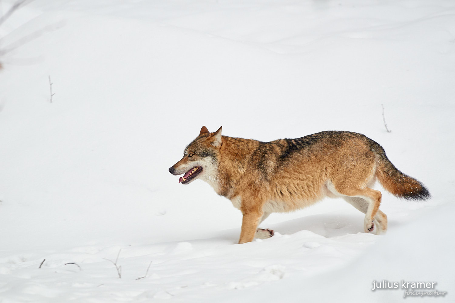 Europäischer Wolf (Canis lupus)