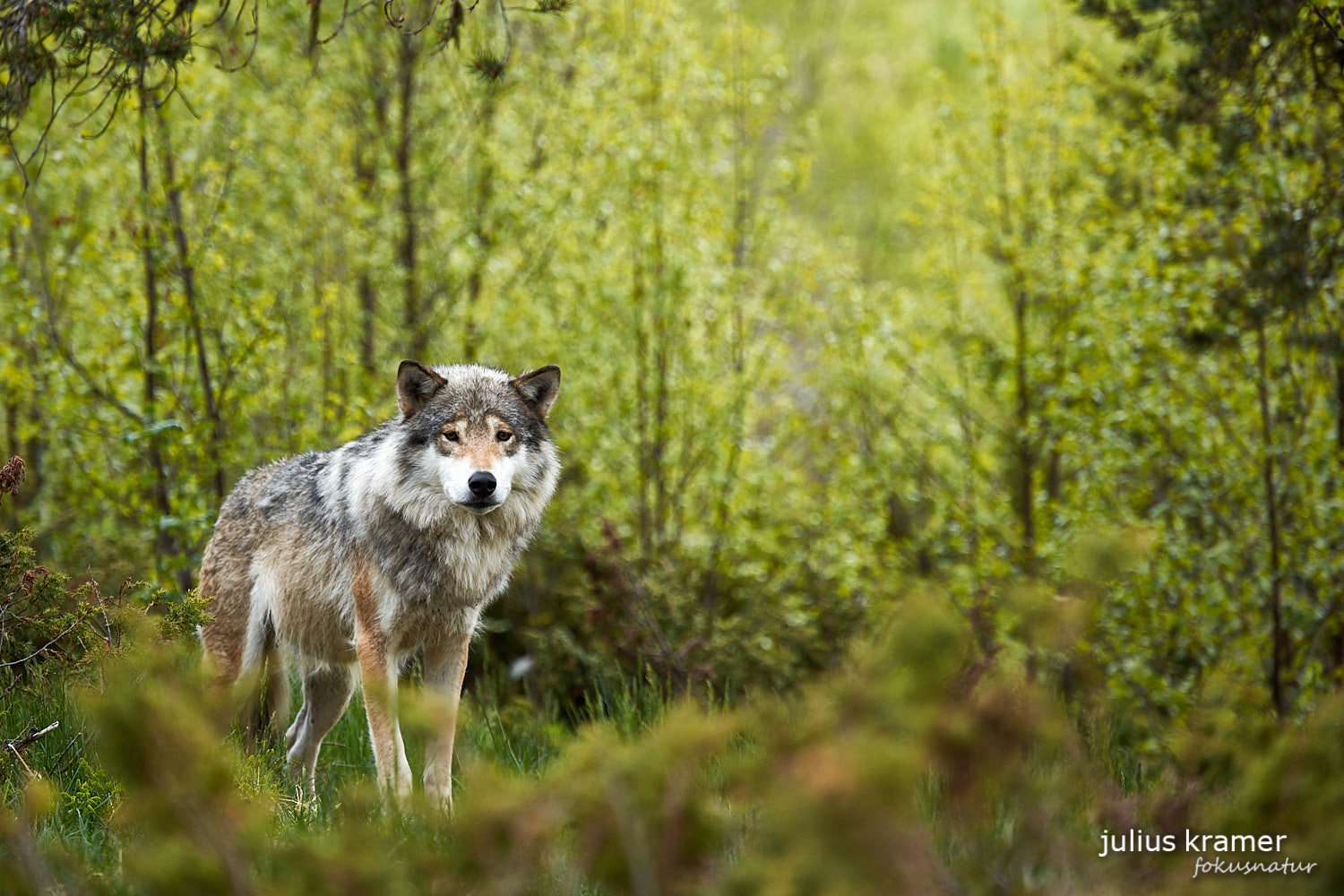 Europäischer Wolf (Canis lupus)