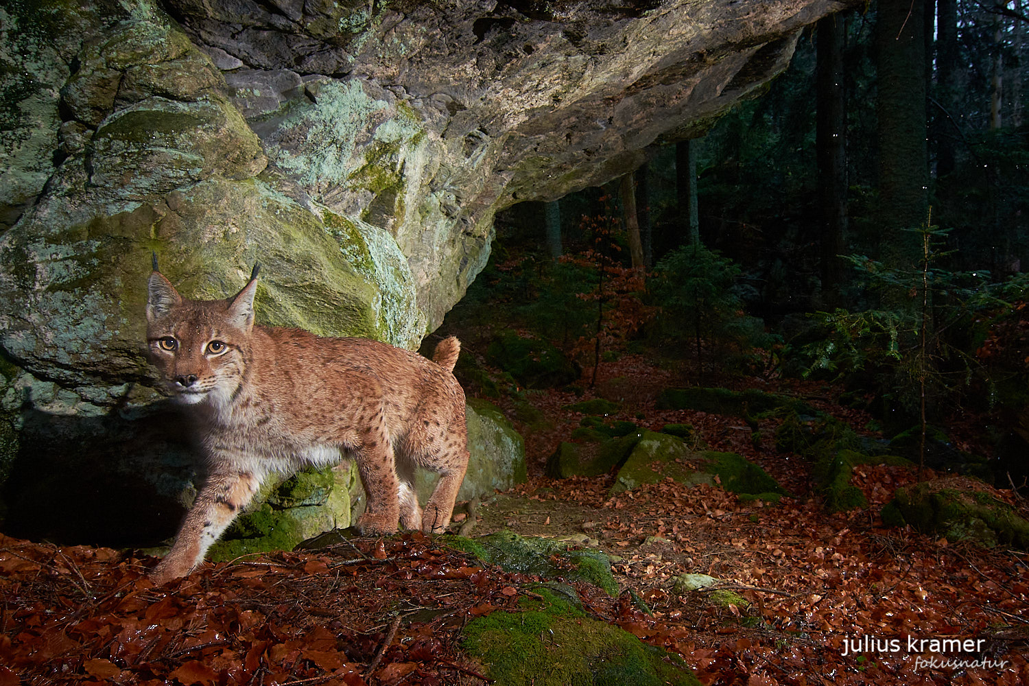 Luchs (Lynx lynx)