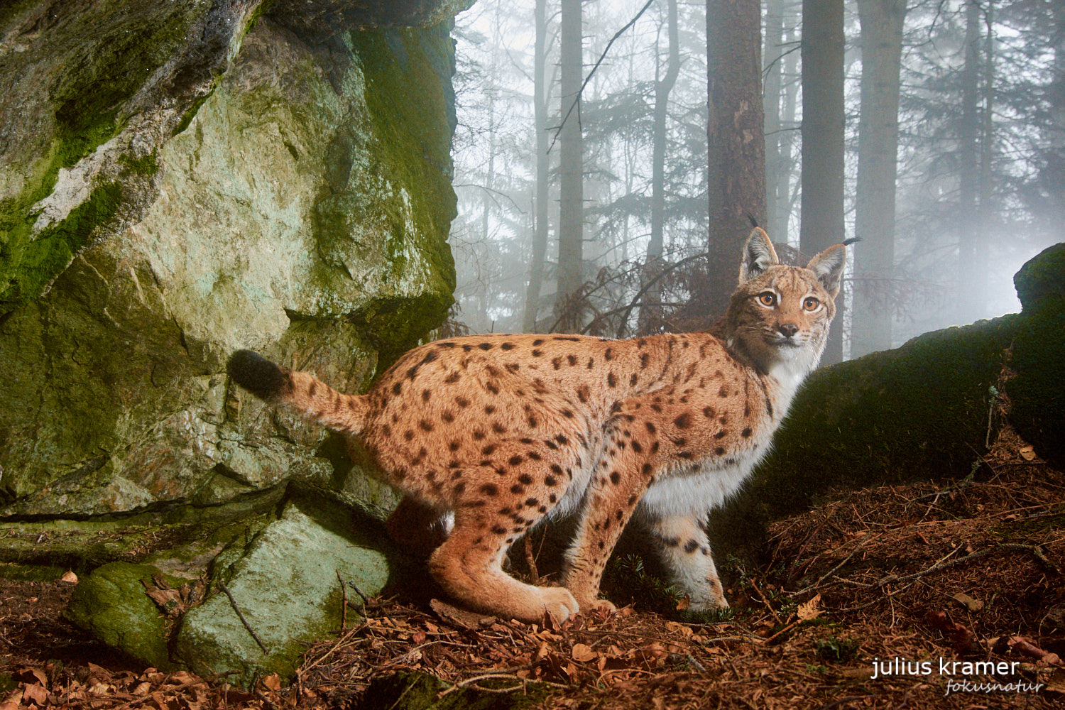 Luchs (Lynx lynx)