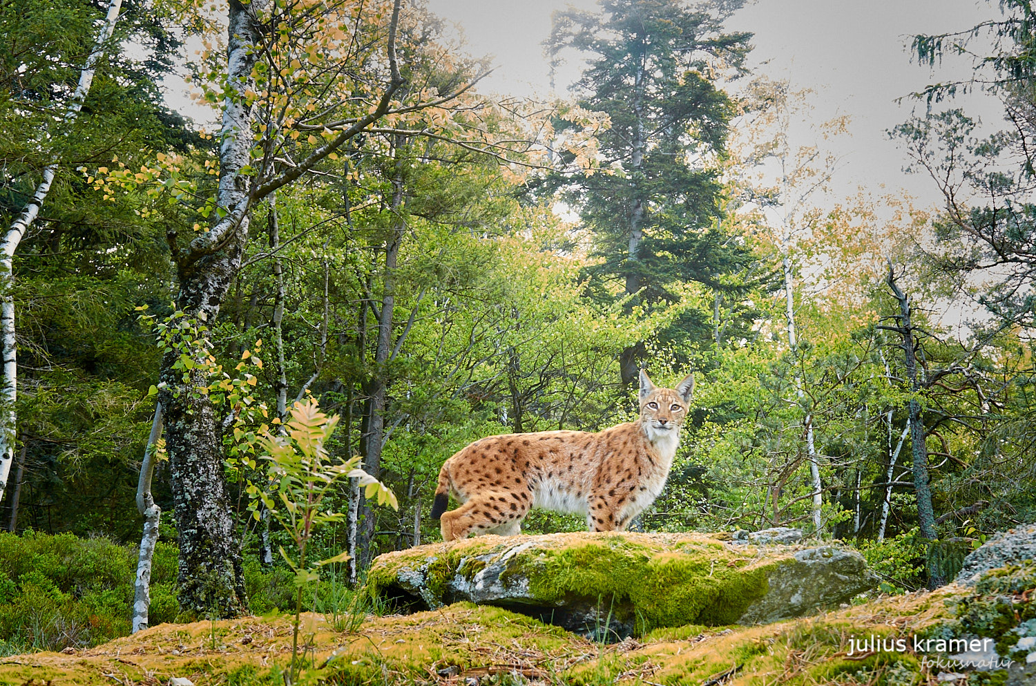 Luchs (Lynx lynx)