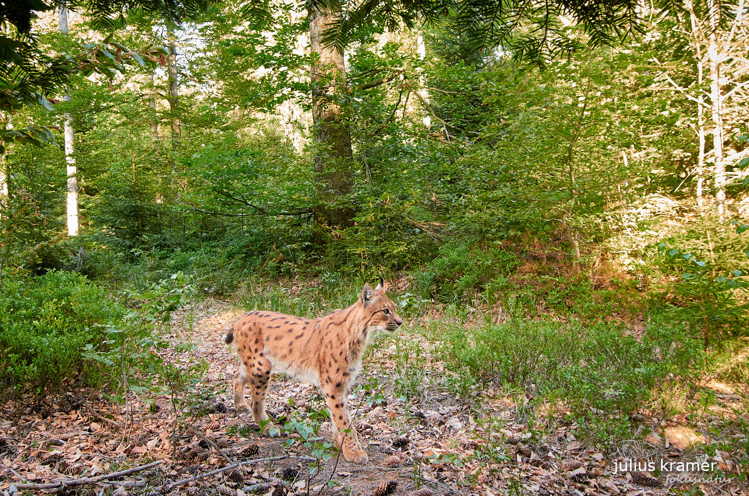 Luchs (Lynx lynx)