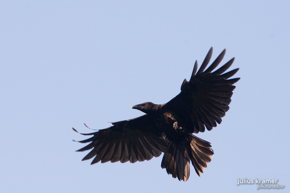 Rabenkrähe (Corvus corone)