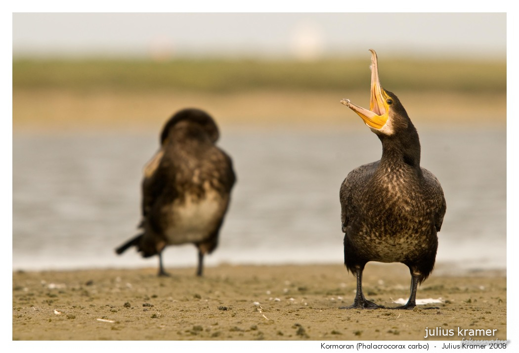 Kormoran (Phalacrocorax carbo)