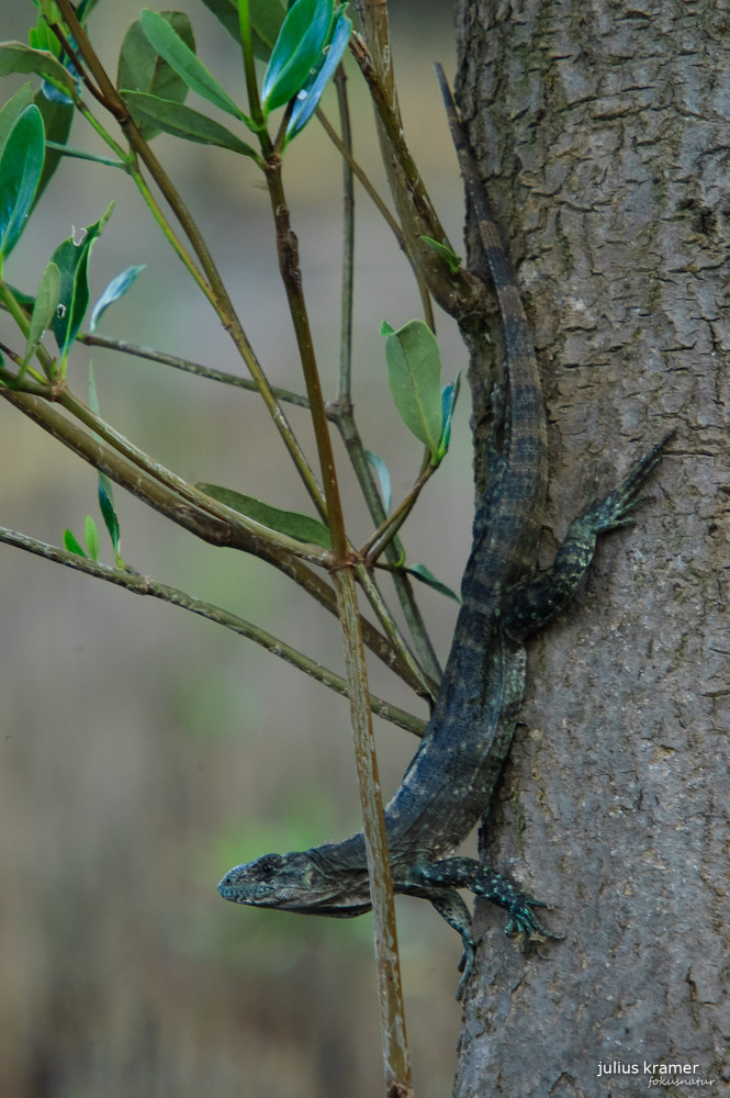 Utila-Leguan - Ctenosaura bakeri_1