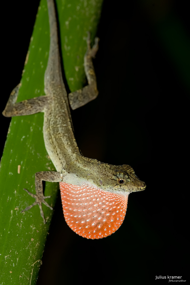 BICA-Anolis - Norops bicaorum_3