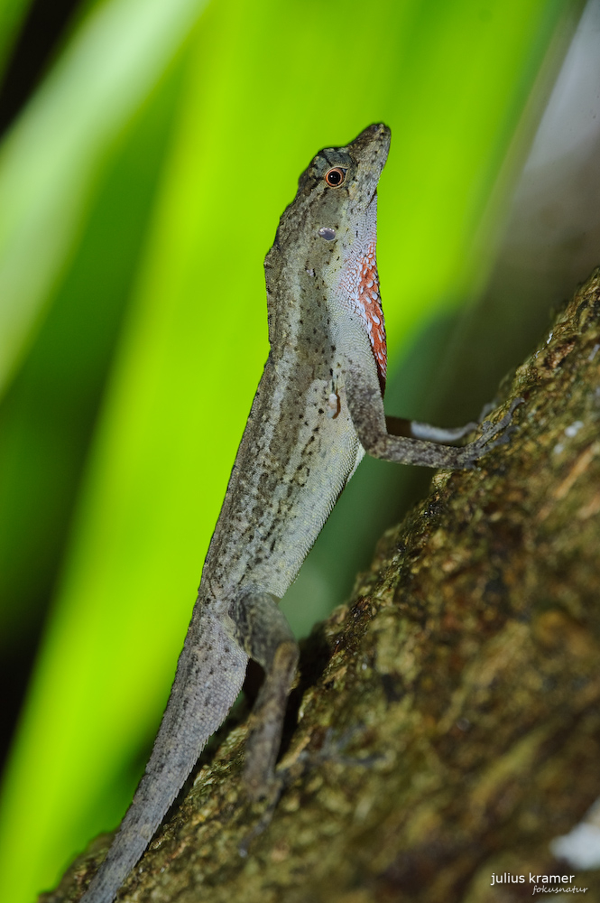 BICA-Anolis - Norops bicaorum_4