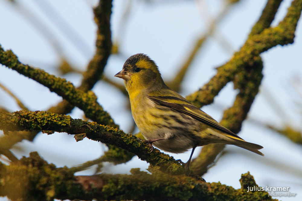 Erlenzeisig (Carduelis spinus)