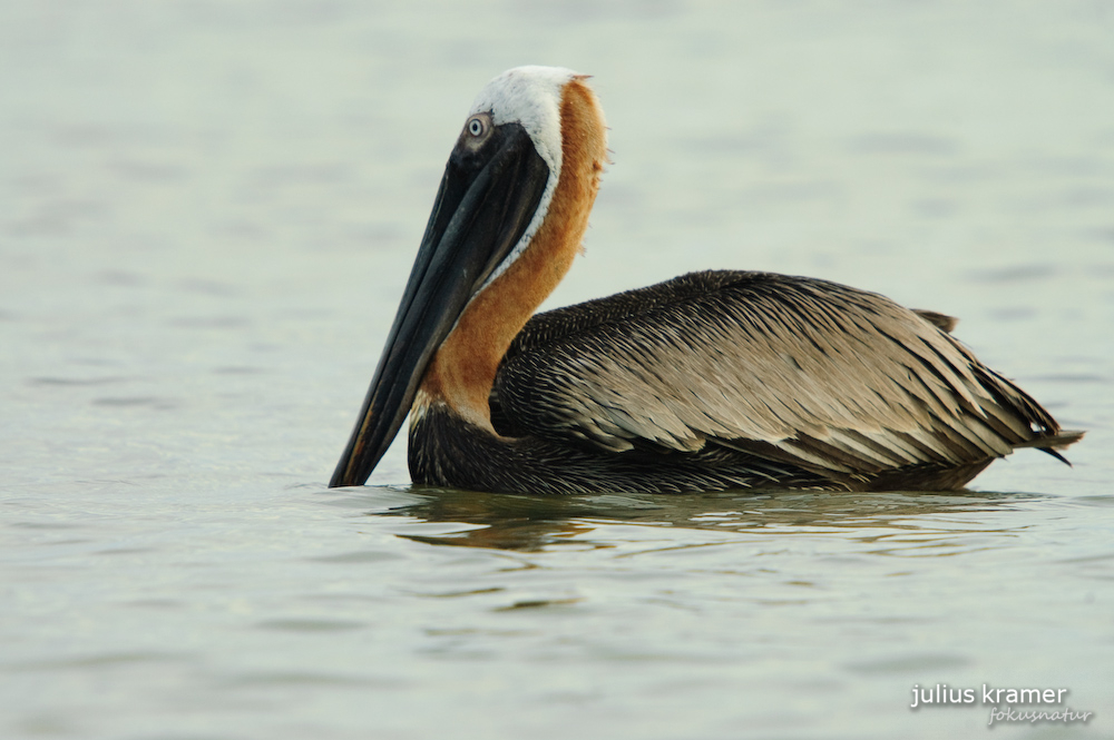 Braunpelikan (Pelecanus occidentalis)