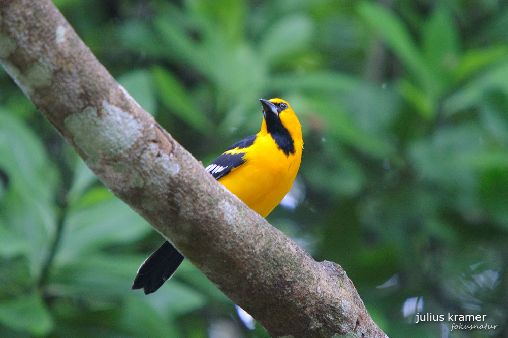 Schwarzflügeltrupial (Icterus chrysater chrysater)