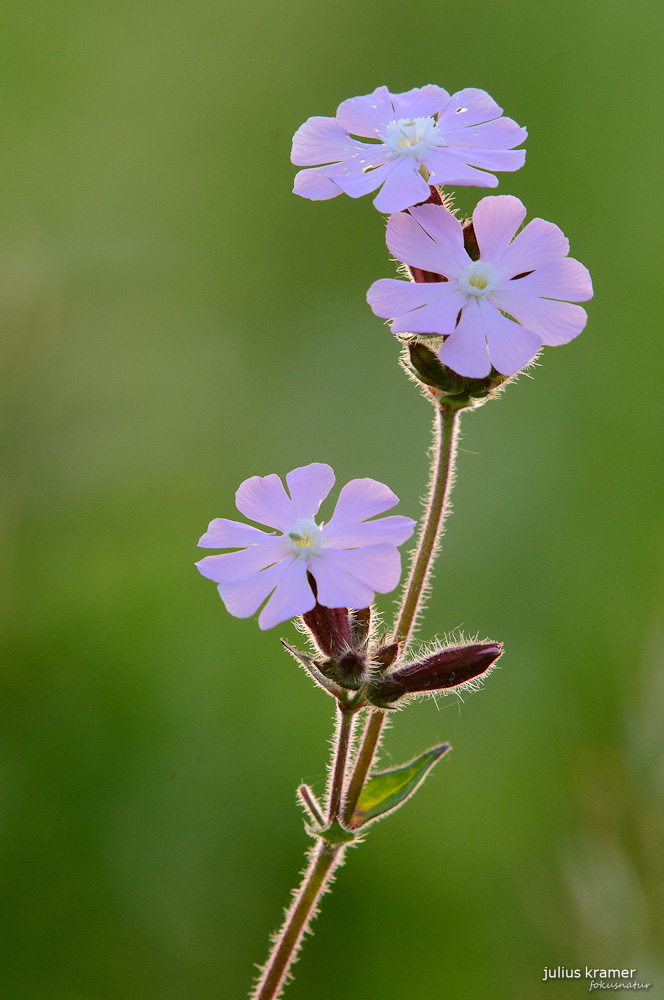 Lichtnelke (Melandrium silvestre)