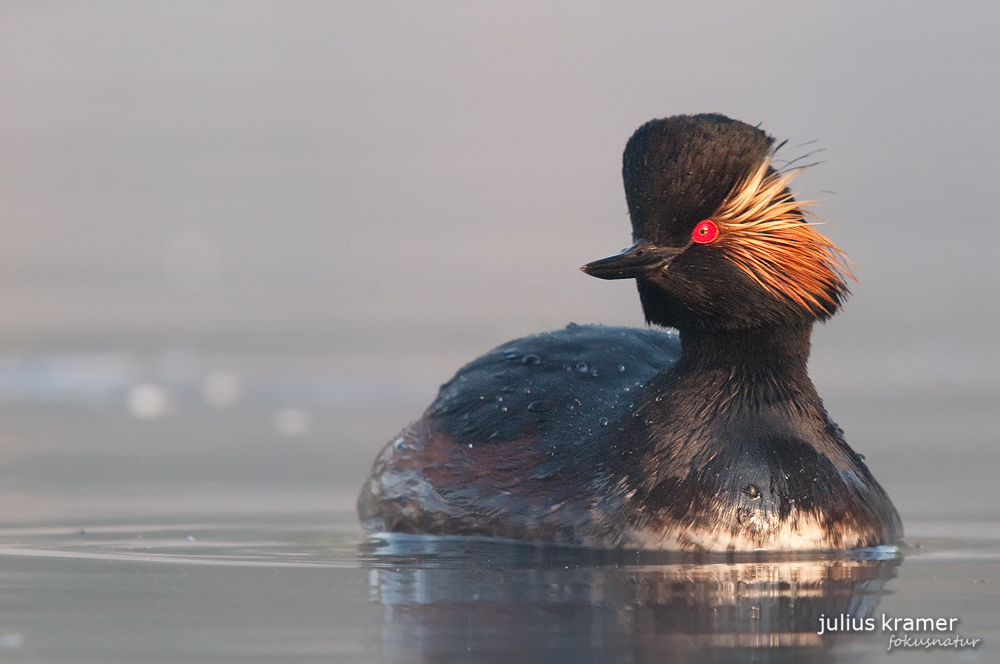 Schwarzhalstaucher (Podiceps nigricollis) im Nebel