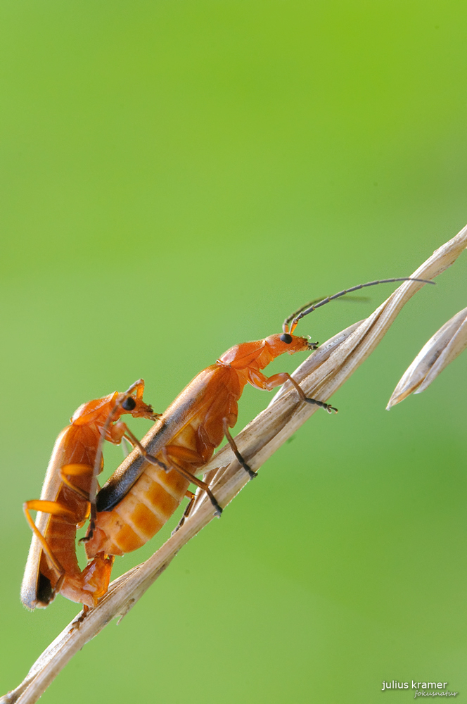 Rotgelber Weichkäfer (Rhagonycha fulva)