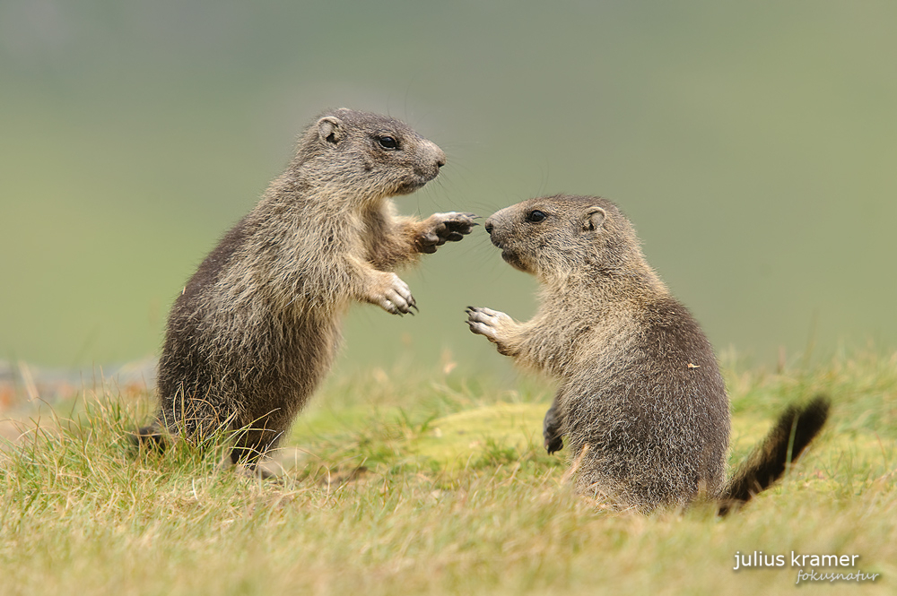 Spielende Murmeltiere (Marmota marmota)