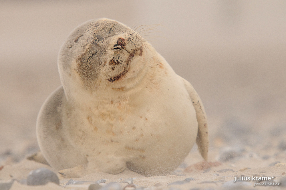 Seehund (Phoca vitulina) im Sandsturm