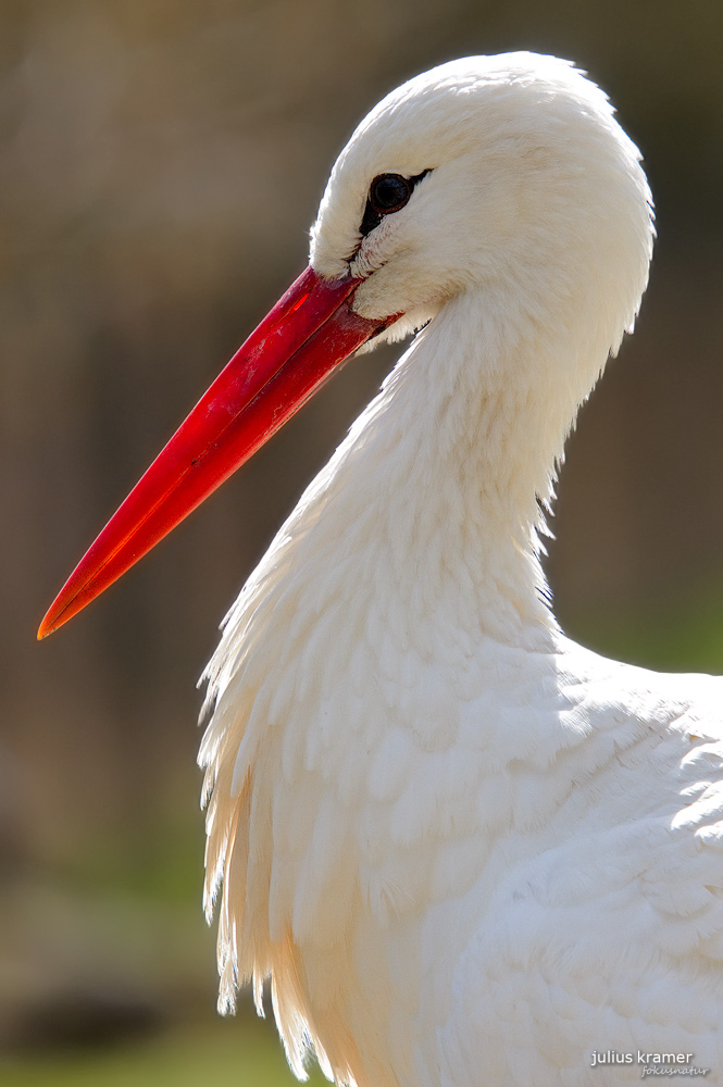 Weißstorch im Gegenlicht