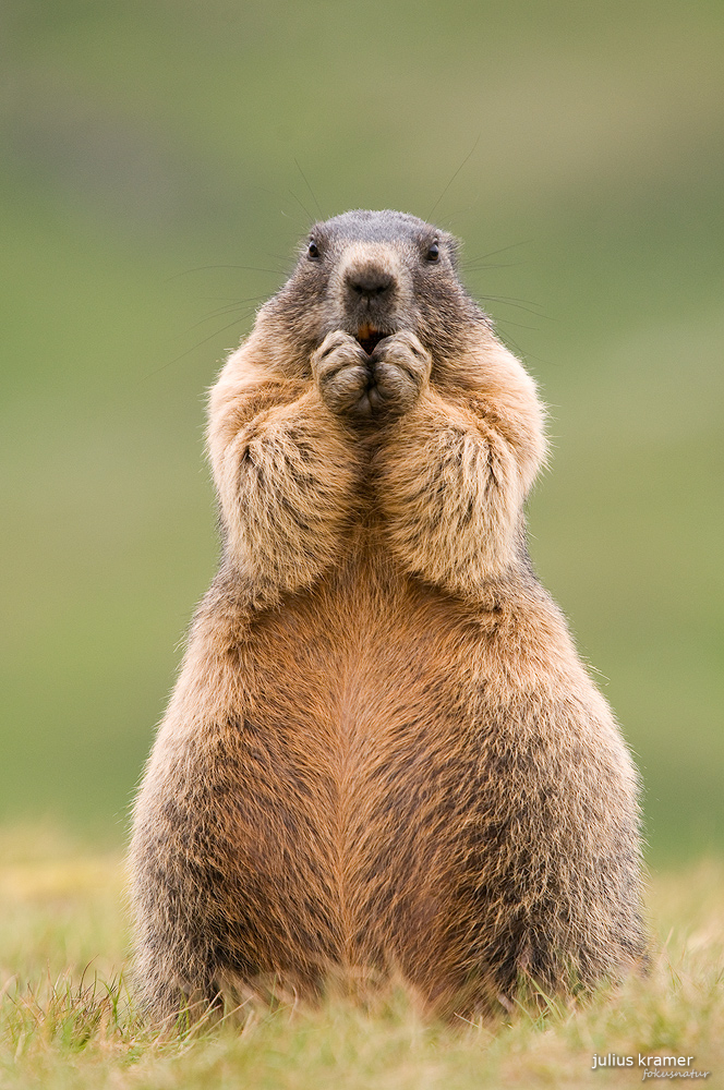 Murmeltier (Marmota marmota)