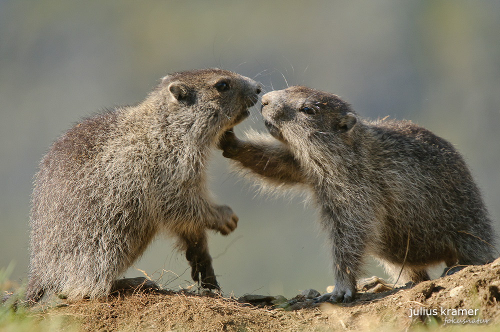 Murmeltier (Marmota marmota)