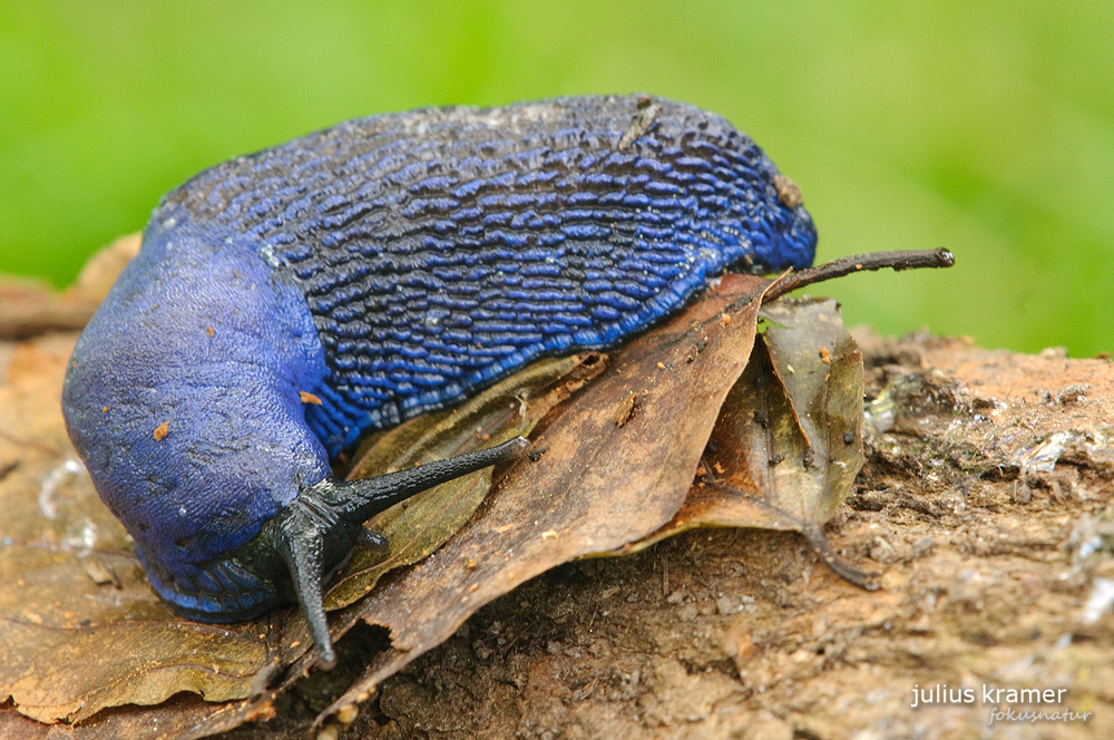 Blaue Nacktschnecke (Bielzia smaragdina)