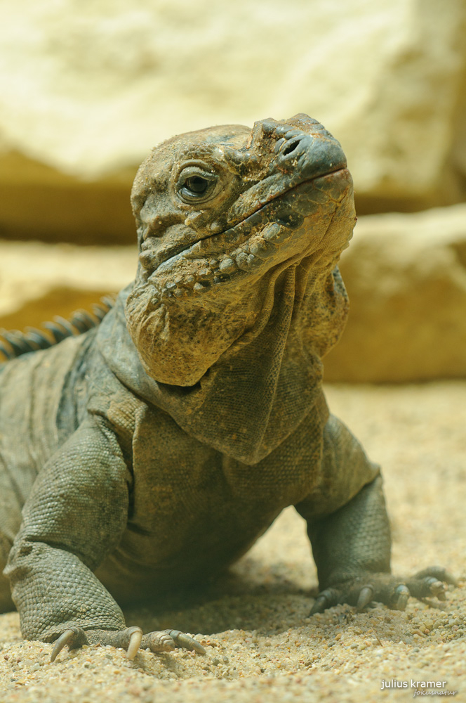 Nashornleguan (Cyclura cornuta)