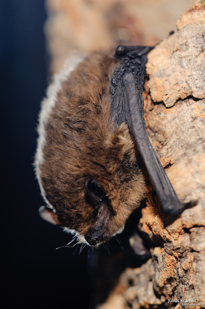 Zwergfledermaus (Pipistrellus pipistrellus)