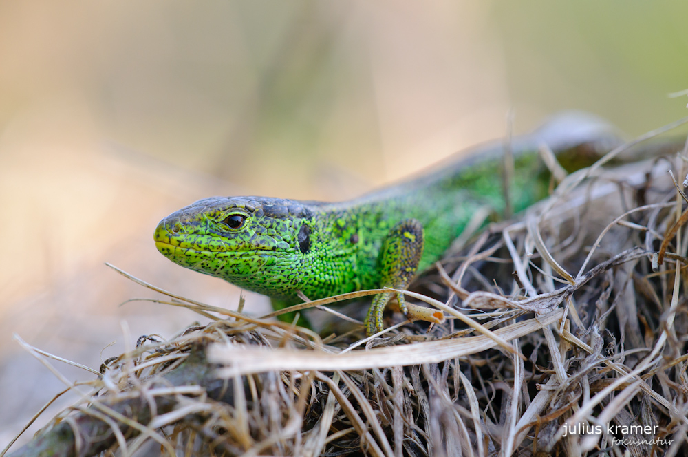 Zauneidechse (Lacerta agilis)