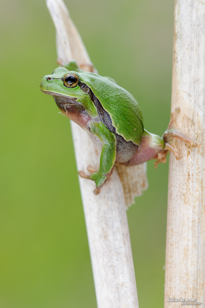 Laubfrosch (Hyla arborea)