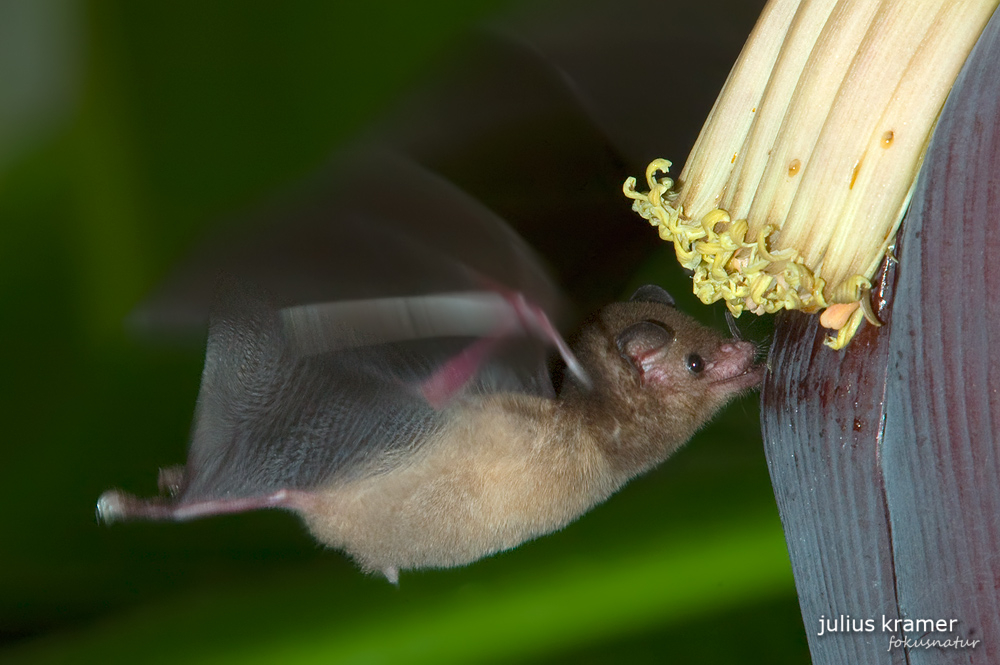 Langzungenfledermaus (Glossophaga soricina)