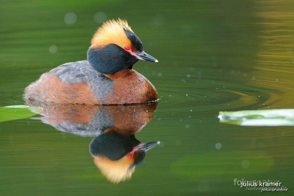 Ohrentaucher (Podiceps auritus)