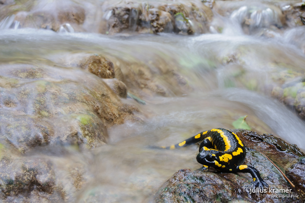 Feuersalamander im Bach