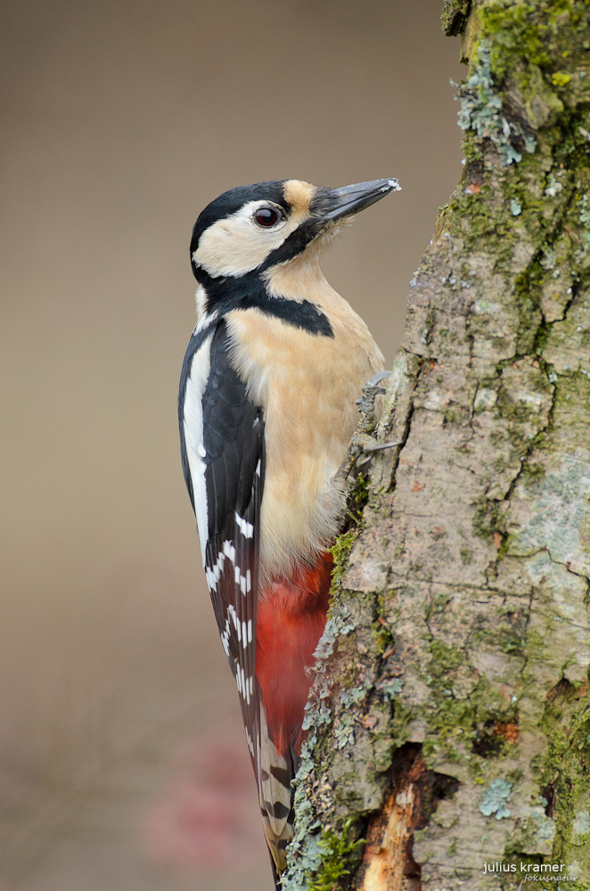 Buntspecht (Dendrocopos major)