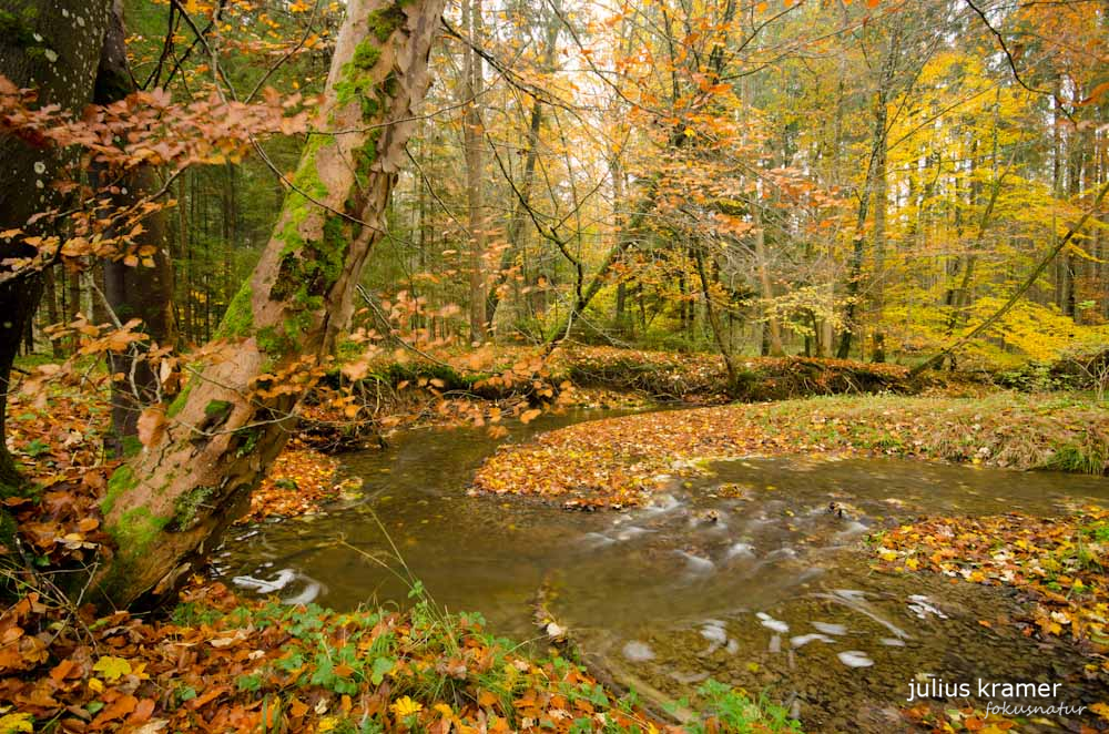 Herbstwald