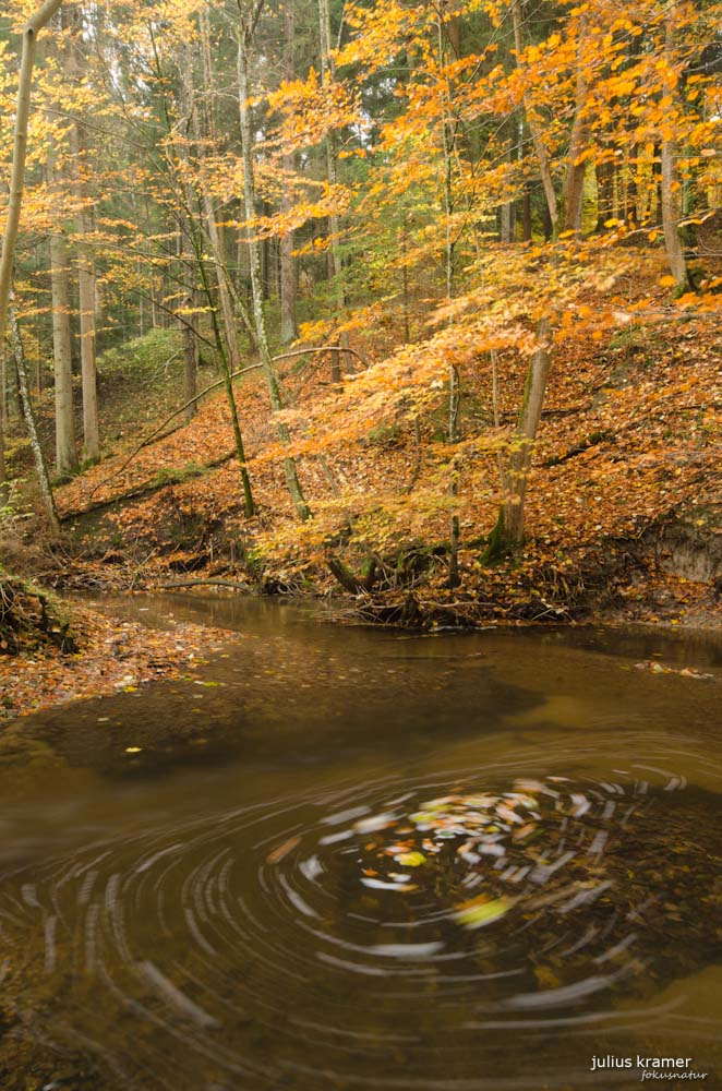 Herbstwald