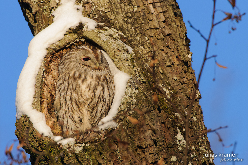 Waldkauz (Strix aluco)