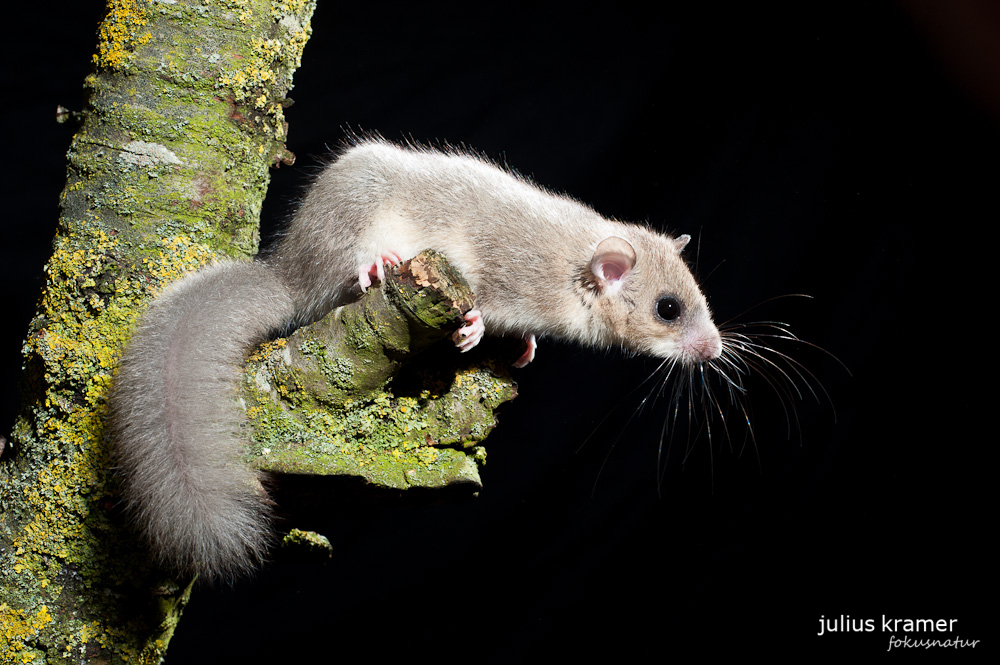 Siebenschläfer (Glis glis) - C