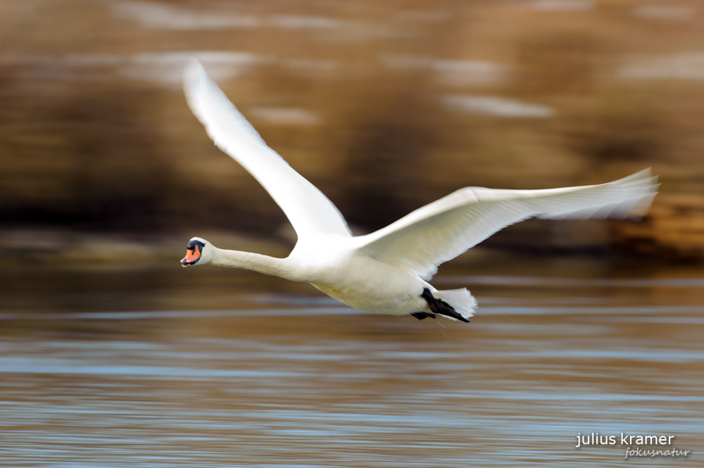 Höckerschwäne (Cygnus olor)