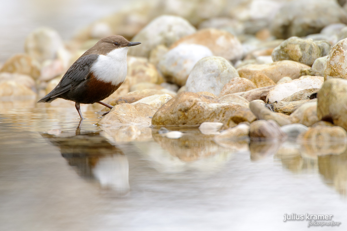 Wasseramsel (Cinclus cinclus)