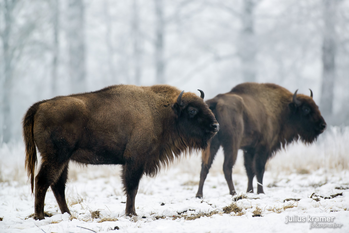 Wisent (Bison bonasus)