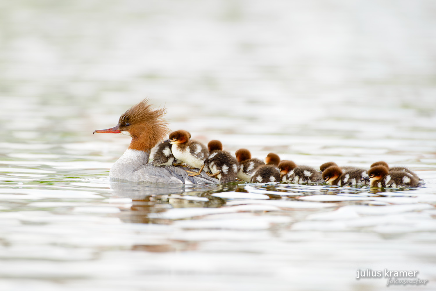 Gänsesäger (Mergus merganser)