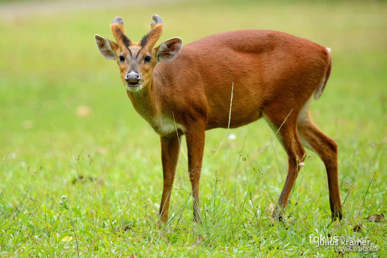 Indischer Muntjak (Muntjacus muntjak)