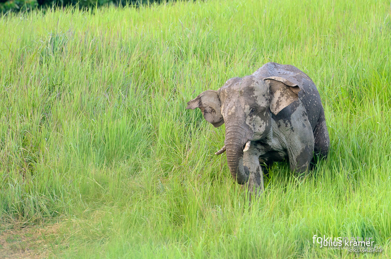 Asiatischer Elefant (Elephas maximus)