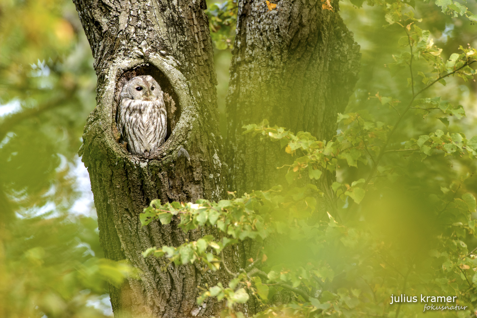 Waldkauz (Strix aluco)