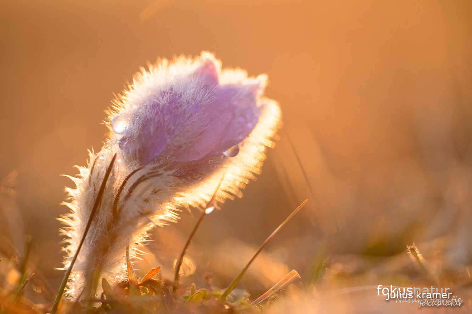 Finger-Kuhschelle (Pulsatilla patens)