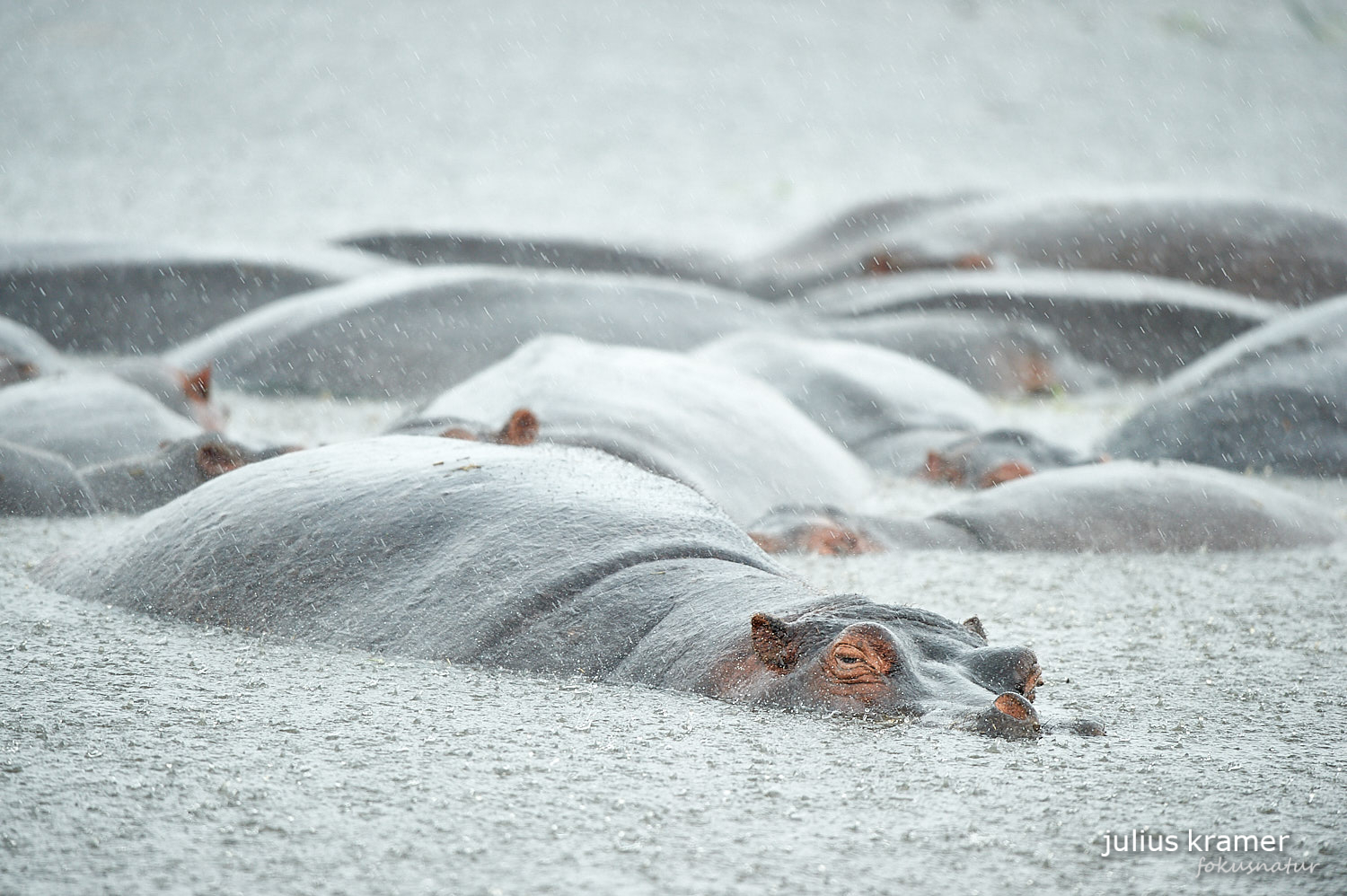 Flusspferde im Ngorongoro Crater