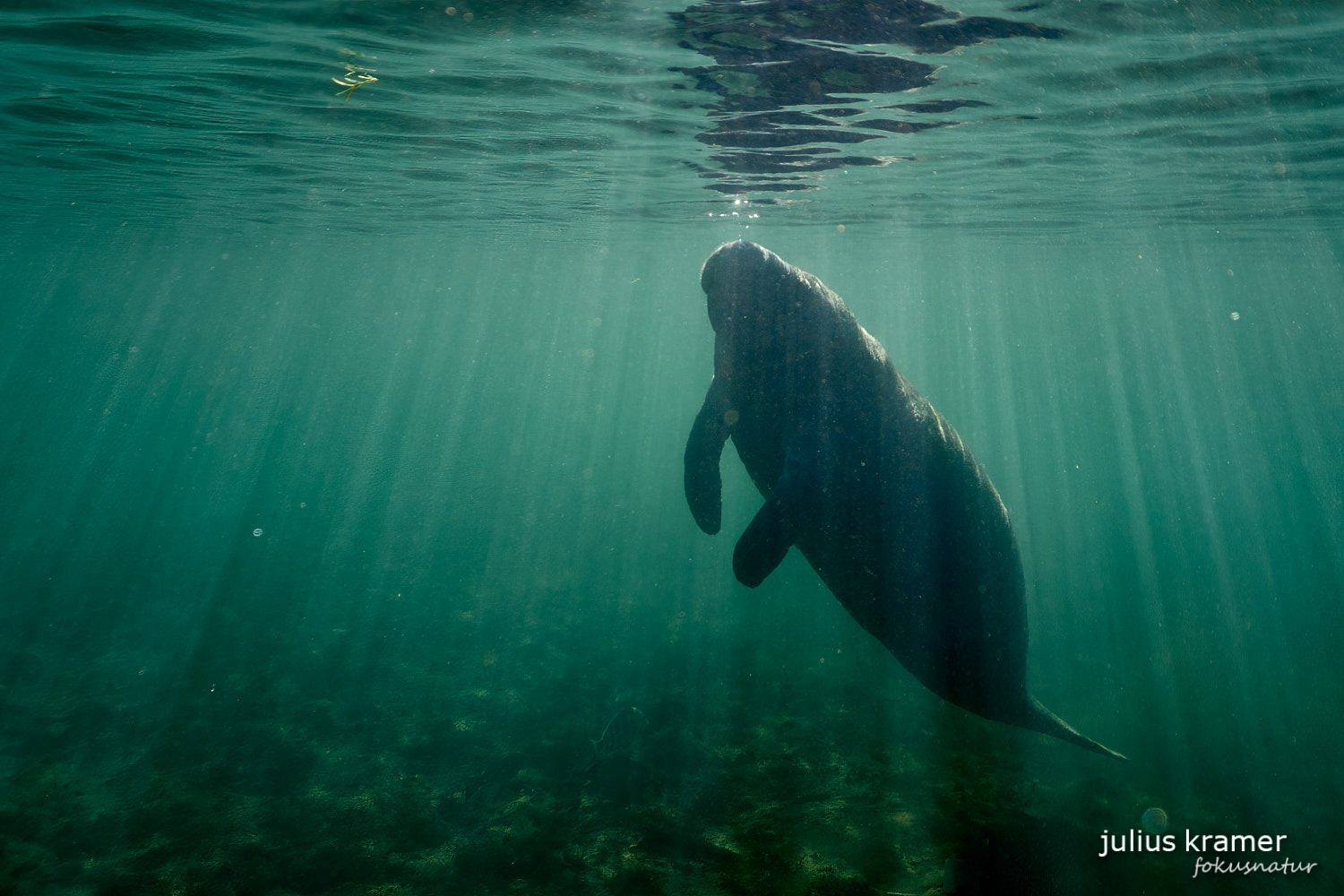 Karibik-Manati (Trichechus manatus)