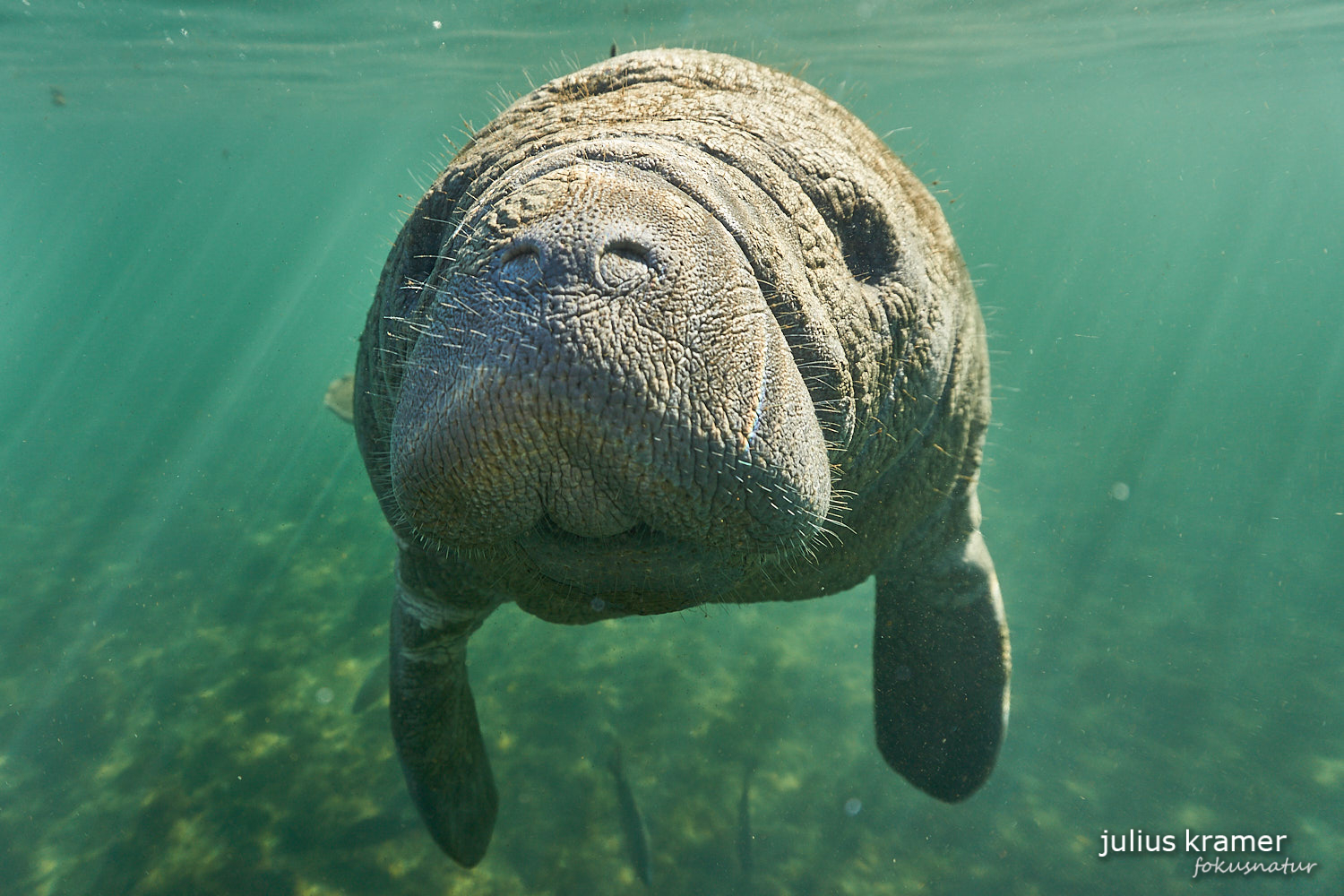 Karibik-Manati (Trichechus manatus)