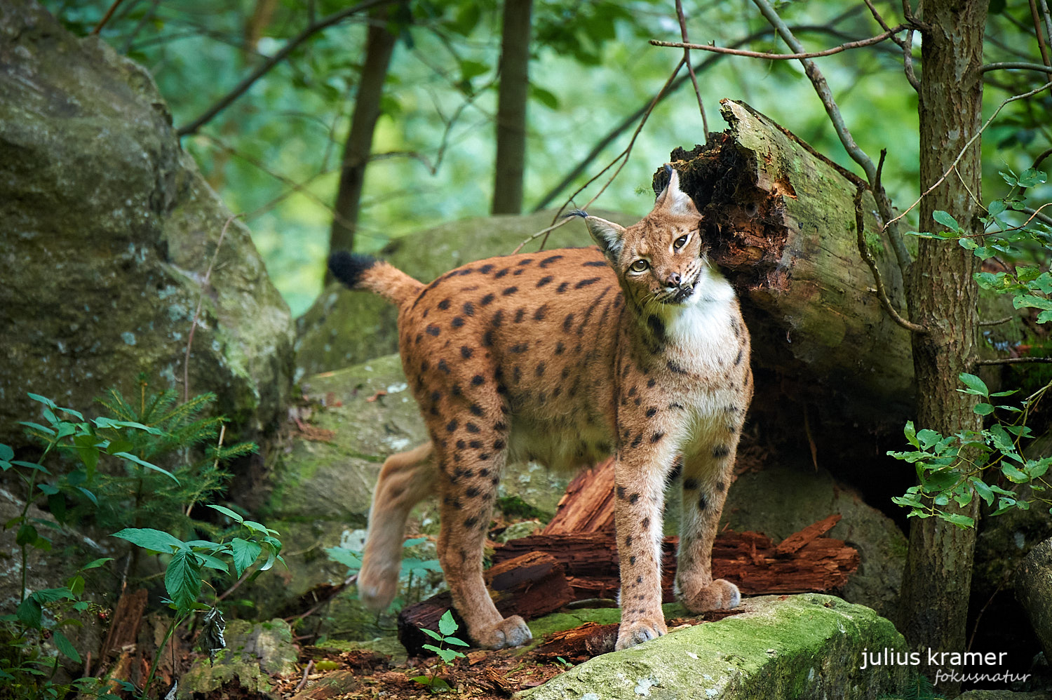 Markierender Luchs (Lynx lynx)