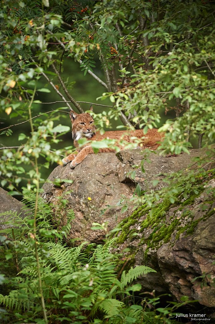 Luchs (Lynx lynx) auf Fels